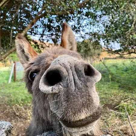 Lu Branu Κατάλυμα σε φάρμα *