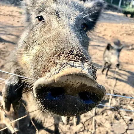 Lu Branu Κατάλυμα σε φάρμα *