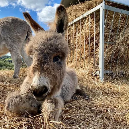 Κατάλυμα σε φάρμα Lu Branu Arzachena