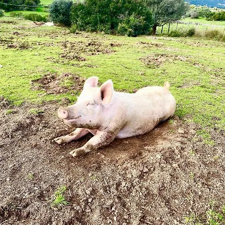 Lu Branu Κατάλυμα σε φάρμα *