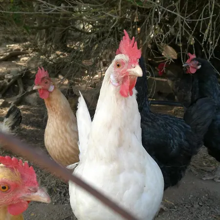 Lu Branu Κατάλυμα σε φάρμα