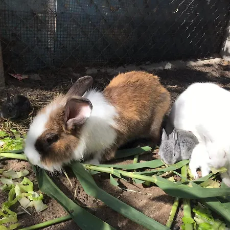 Lu Branu Κατάλυμα σε φάρμα Arzachena