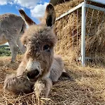 Agroturismo Lu Branu Arzachena
