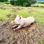 Lu Branu Agroturismo *