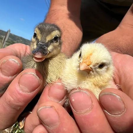 Lu Branu Séjour à la ferme