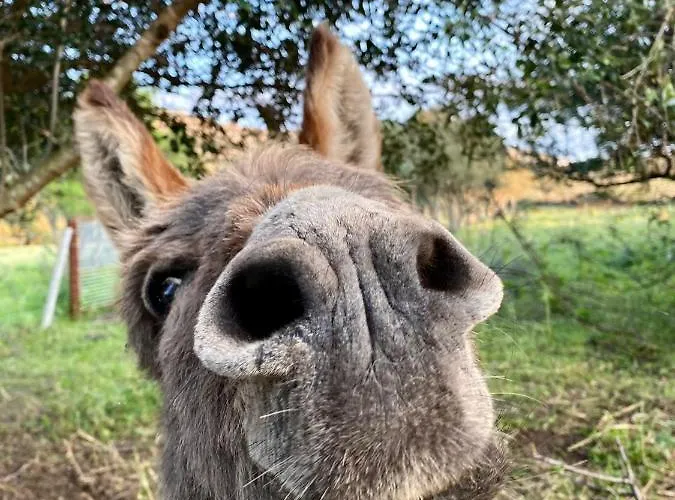 Lu Branu Çiftlik konaklama *