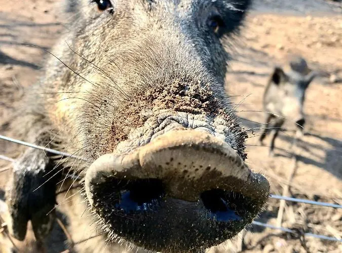Lu Branu Çiftlik konaklama *