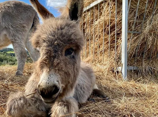 Çiftlik konaklama Lu Branu Arzachena