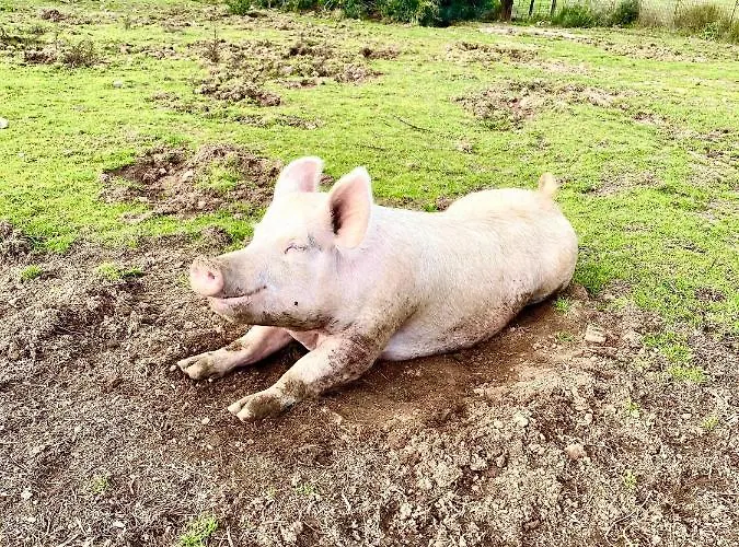 Lu Branu Çiftlik konaklama *