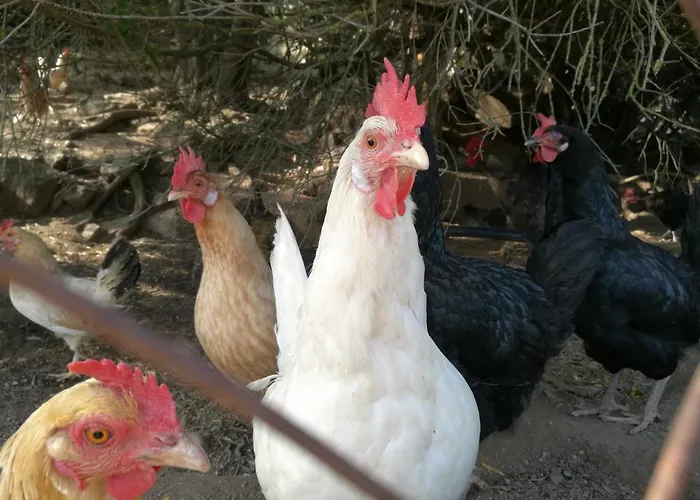 Lu Branu Çiftlik konaklama