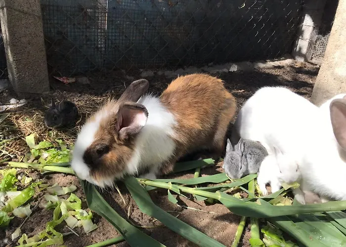 Lu Branu Çiftlik konaklama Arzachena